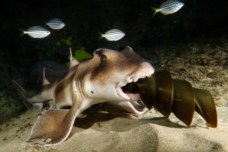Carcharhinus Altimus