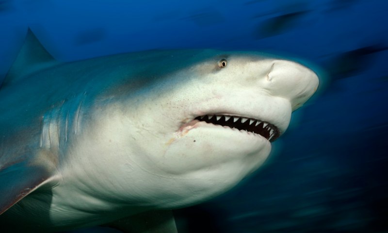 Bull Shark акула