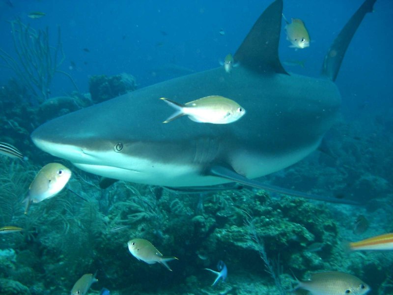 Heterodontus portusjacksoni