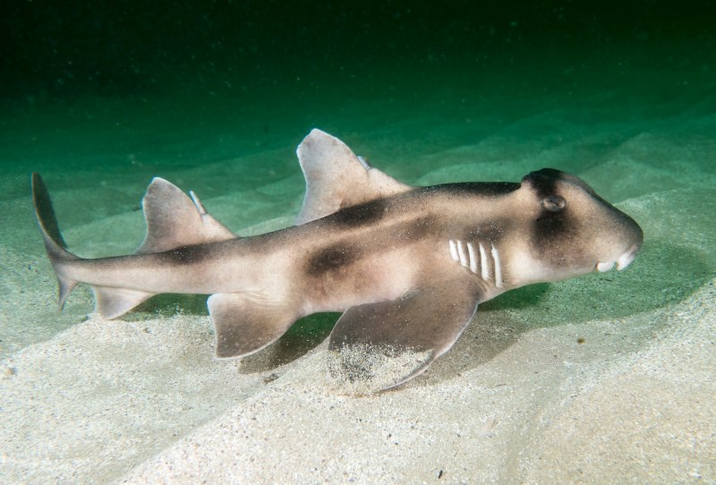 Бычковая акула (71 фото)