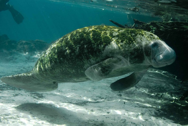 Дюгонь морская корова