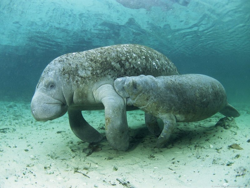 Дюгонь Ламантин морская корова