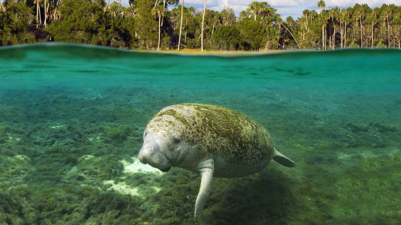 Стеллерова морская корова