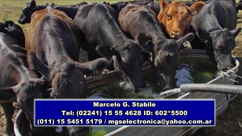 Капустница морская корова