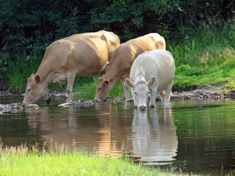 Корова пьет воду