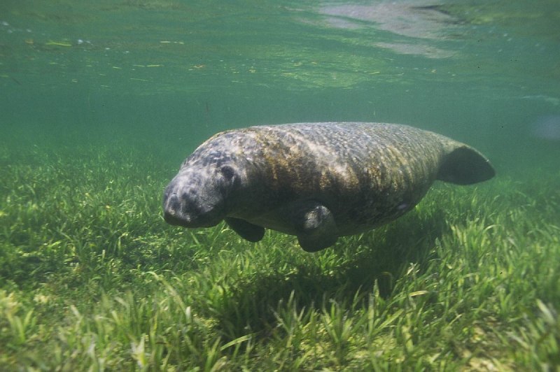 Африканский Ламантин (Trichechus senegalensis)