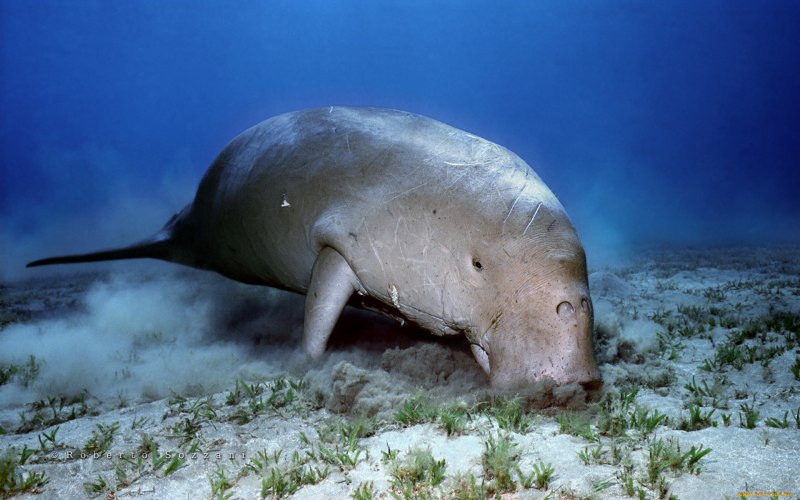 Водяная корова