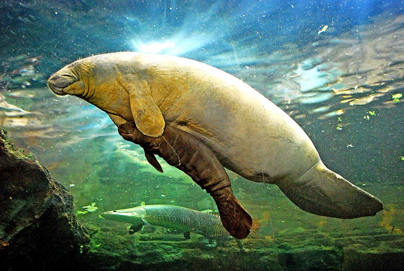 Корова на берегу моря