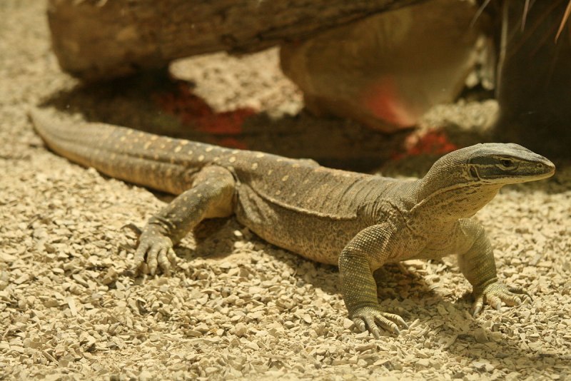 Varanus Panoptes