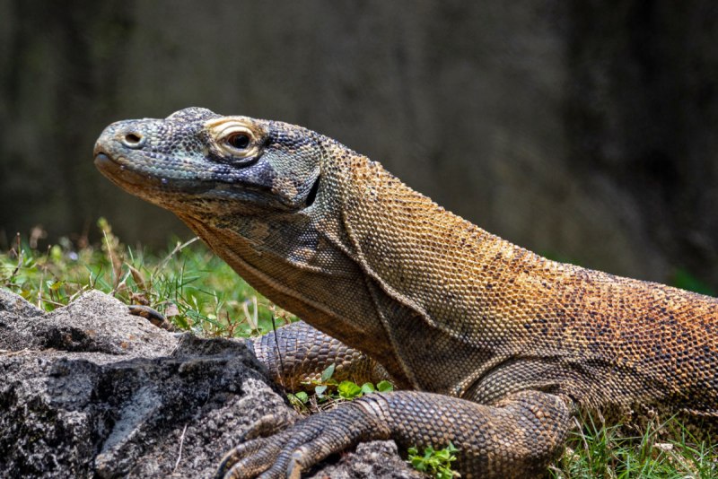Varanus Panoptes