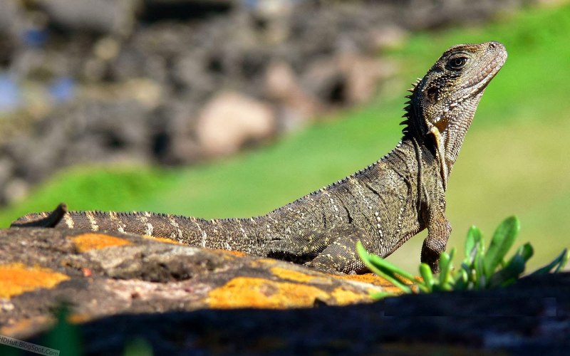 Varanus Panoptes