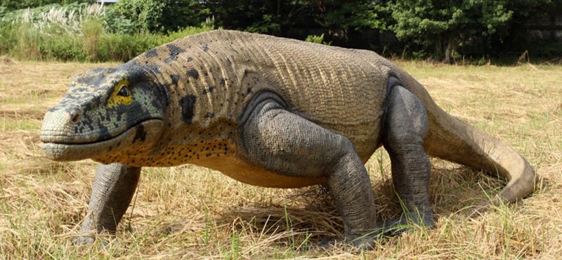Varanus giganteus