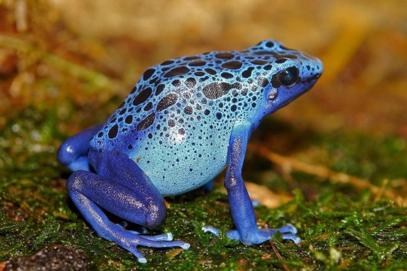 Зеленая жаба Bufo viridis