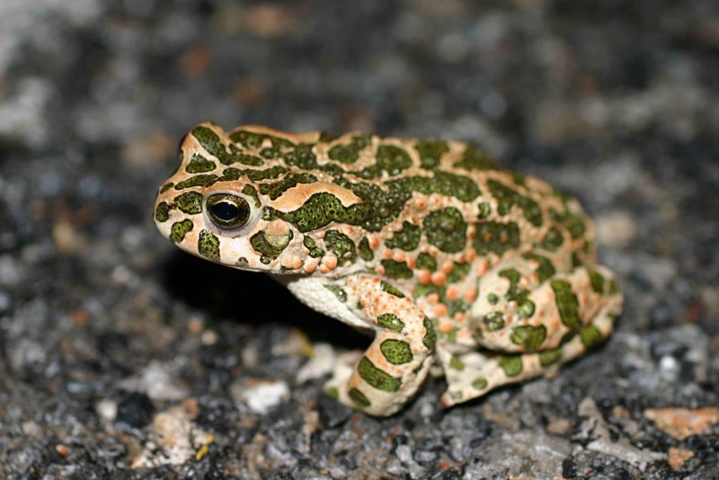 Зеленая жаба Bufo viridis