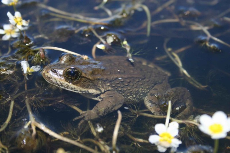 Hemisus marmoratus