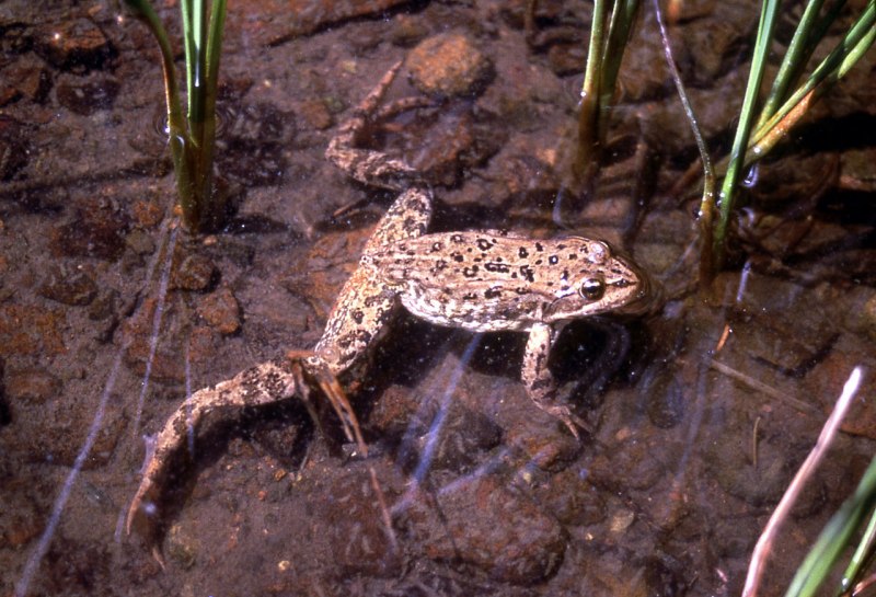 Жаба Anaxyrus canorus