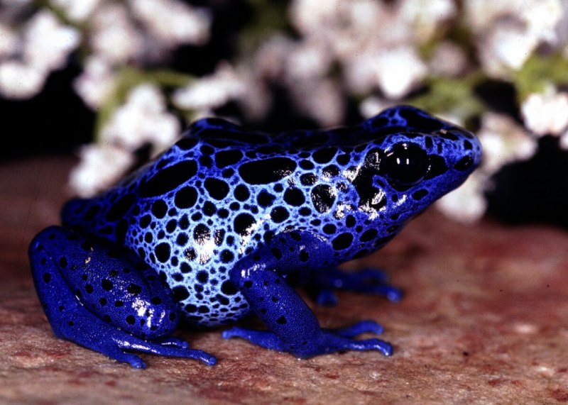 Зеленая жаба Bufo viridis