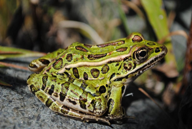 Зеленая жаба Bufo viridis