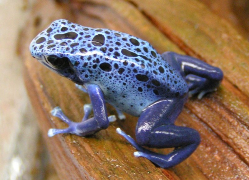 Columbia Frog spotted