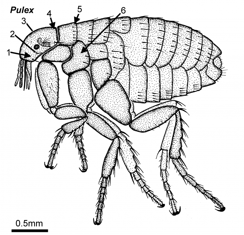 Pulex irritans. Человеческая блоха pulex irritans. Pulex irritans строение. Блоха (pulex SP.). Блоха человеческая самка строение.