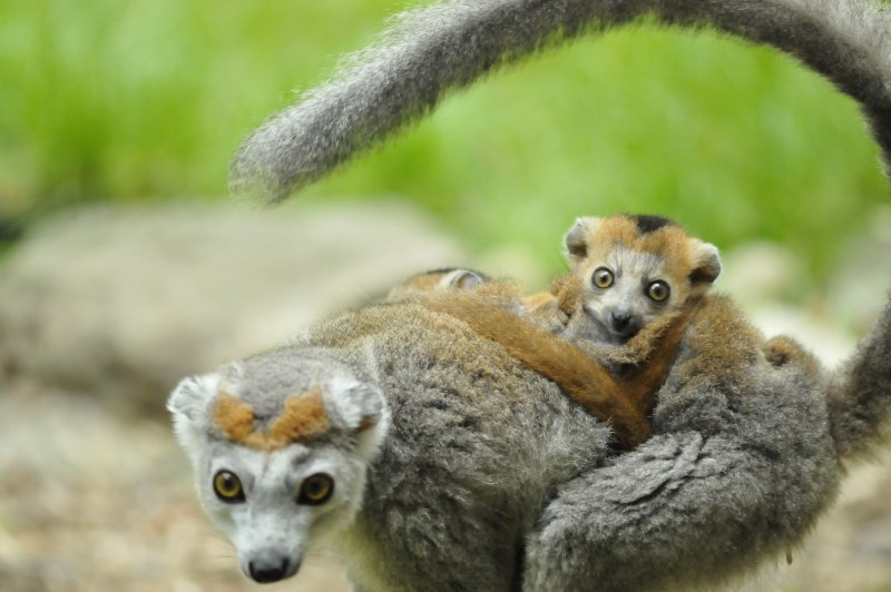 Parc Zoologique & Botanique de Mulhouse фото сурикаты