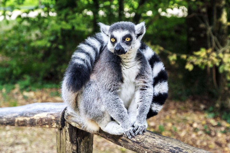 Кошачий лемур ареал