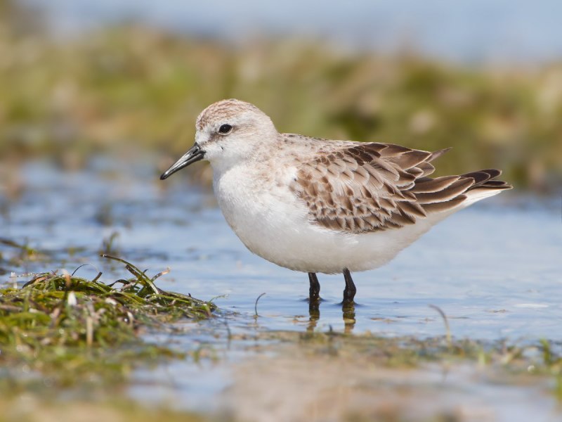 Calidris temminckii