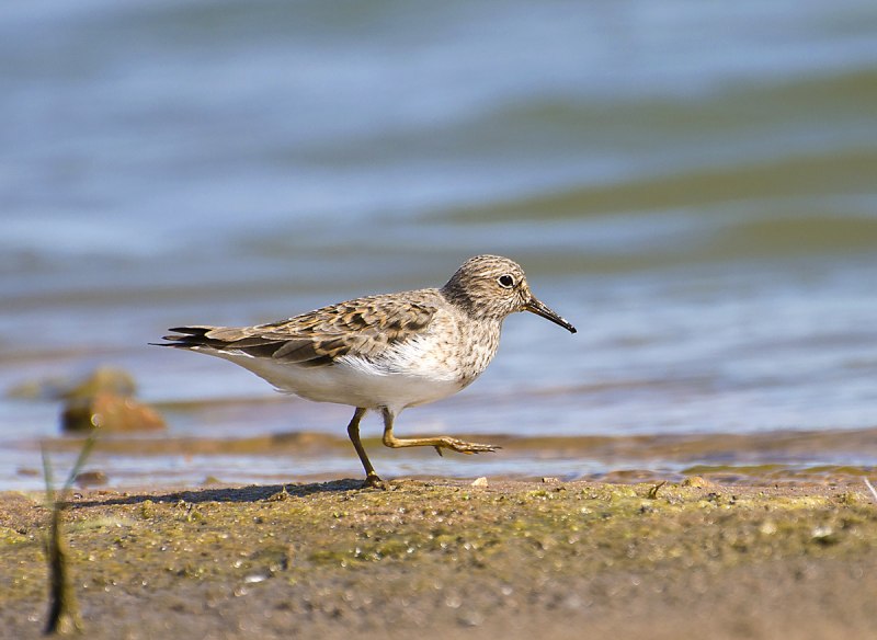 Белохвостый песочник (Calidris temminckii)