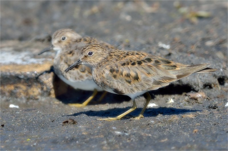 Кули́к-Воробе́й (Calidris minuta)