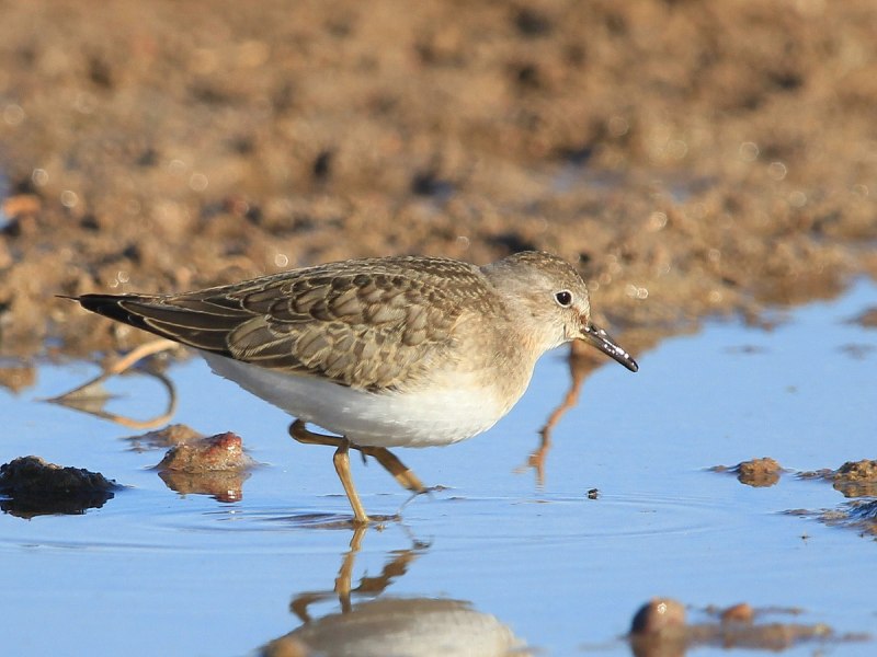 Calidris temminckii