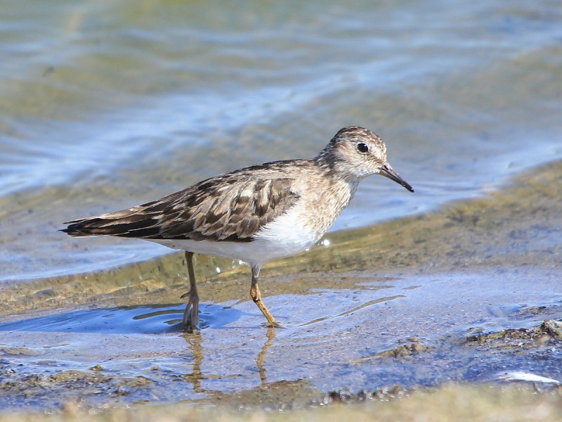 Белохвостый песочник (Calidris temminckii)