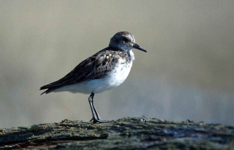 Белохвостый песочник (Calidris temminckii)