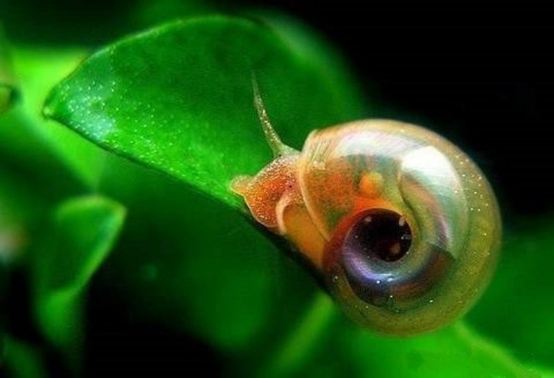 Улитка катушка Planorbis