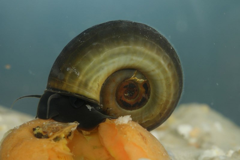 Катушка (Planorbis corneus)