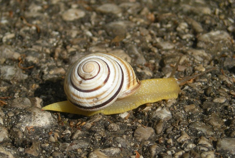 Водные улитки