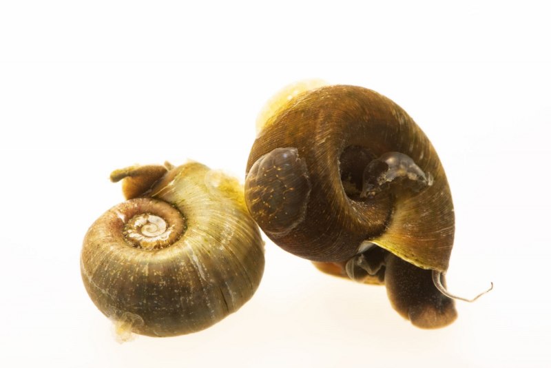 Planorbis Planorbis