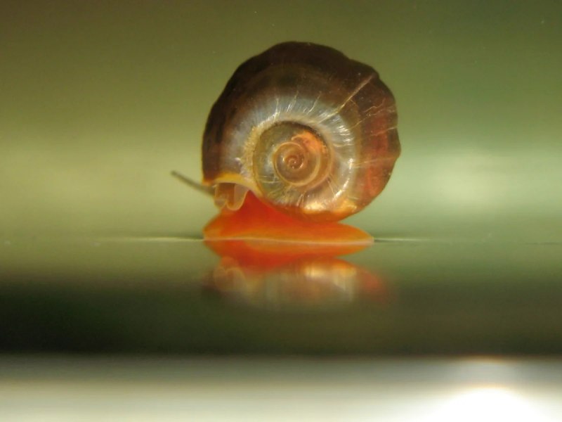 Biomphalaria glabrata