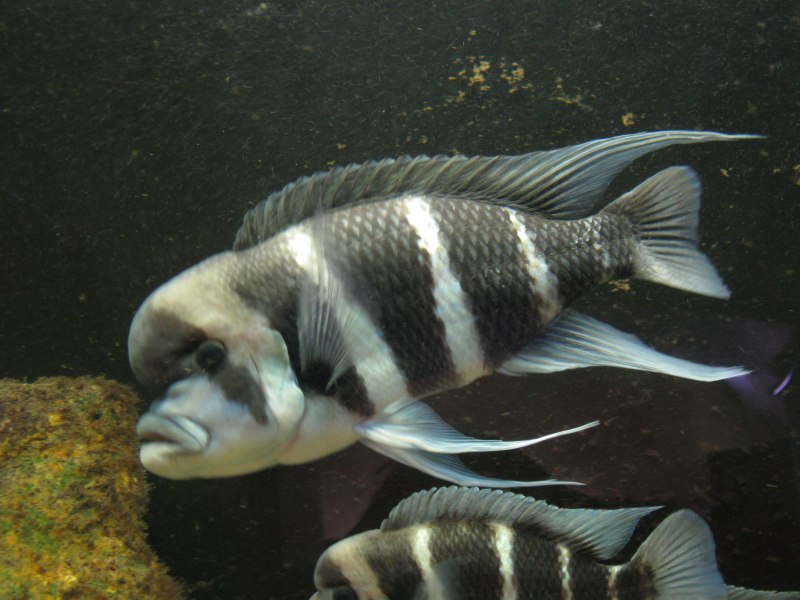 Cichlid-Frontosa #