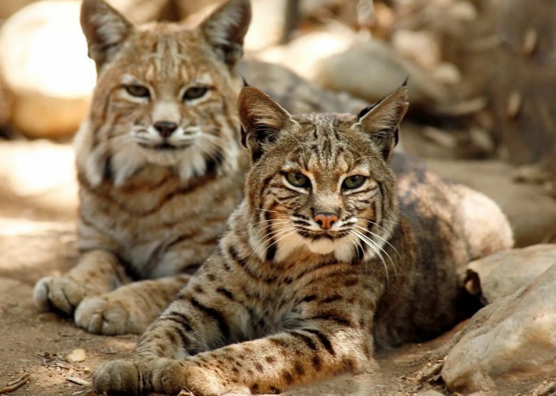 Бобкэт кошка