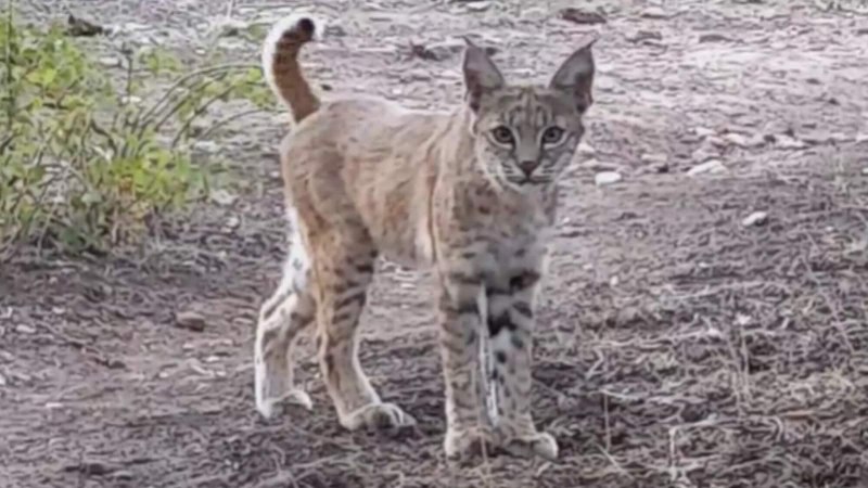 Рыжая Рысь (лат. Lynx Rufus)