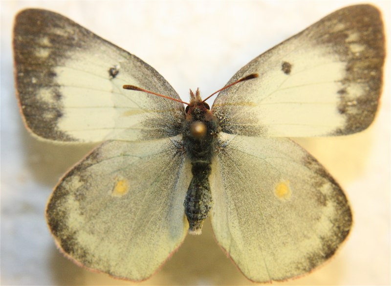 Зорька (Anthocharis Cardamines)