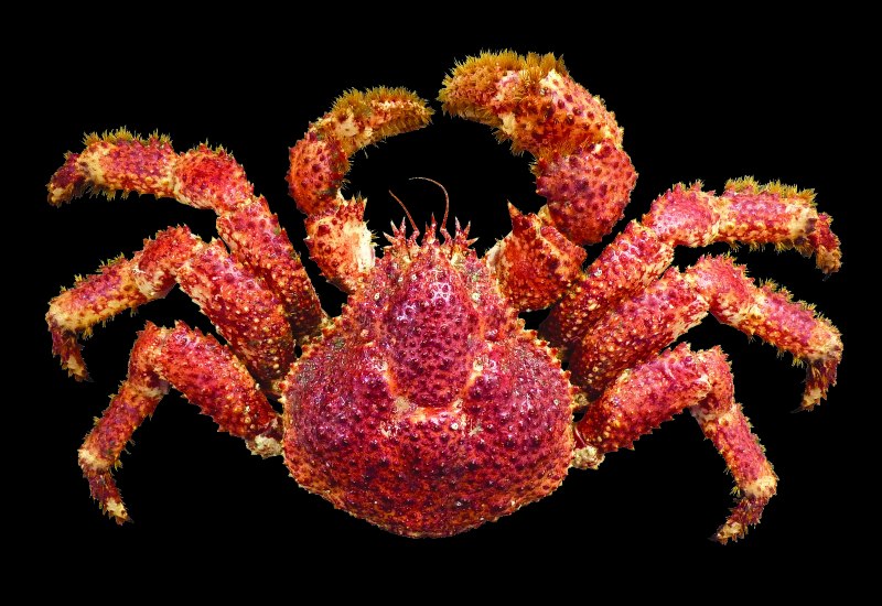 Kitchen Crab