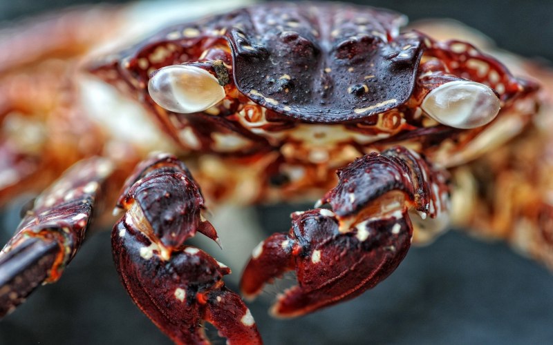 Sapphire Crab