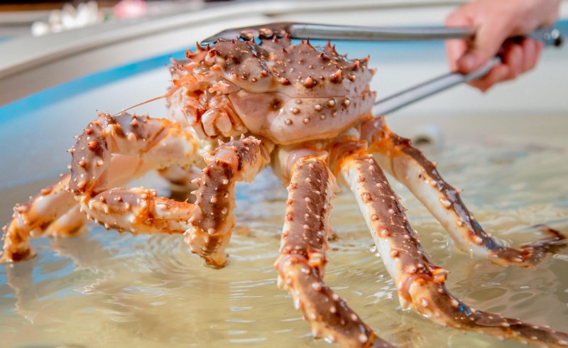 Crab Shell