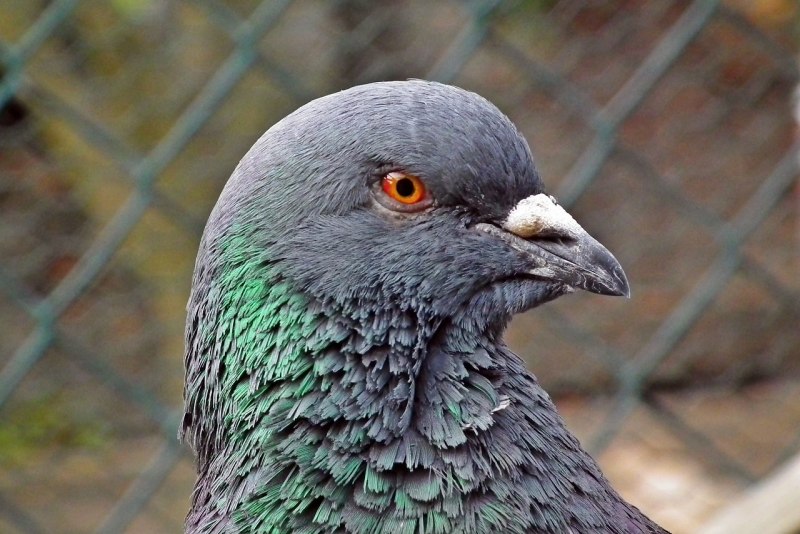 Pigeon Frolk Москва