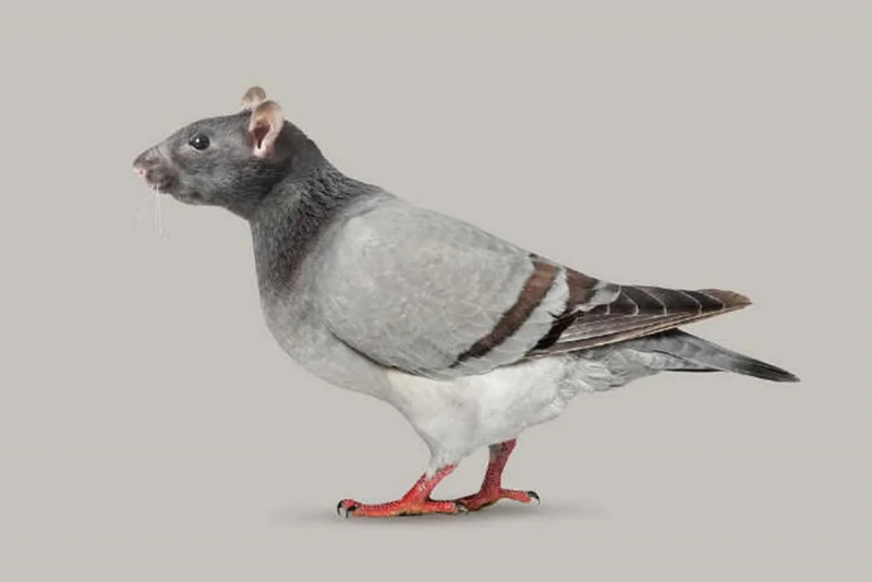 Dragoon Pigeon