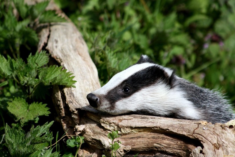 Badger Badger Badger
