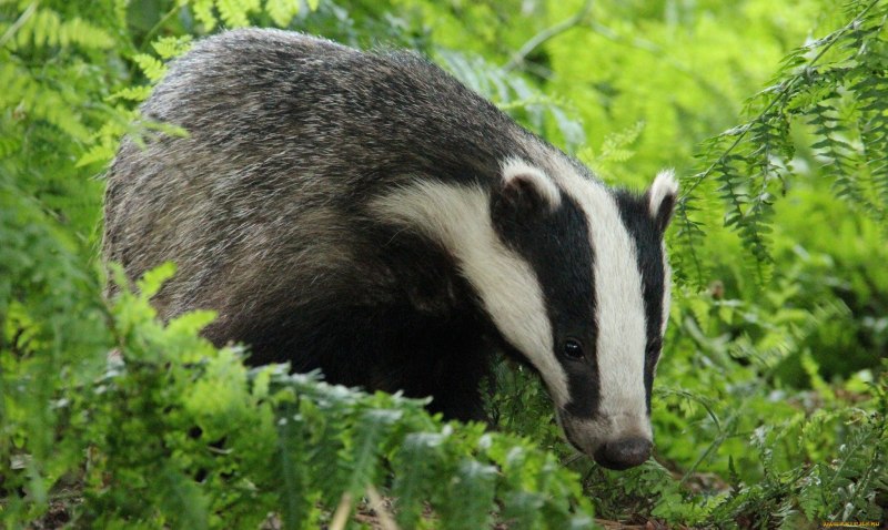 Badger Badger Badger