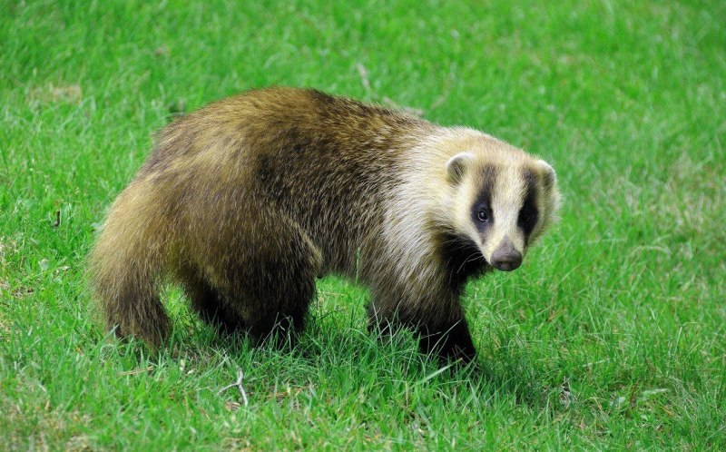 Американские Барсуки (Taxidea Taxus)