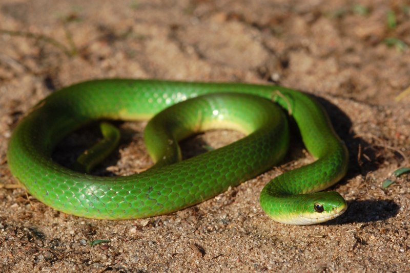 Opheodrys vernalis